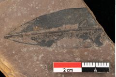 Foto (Detailansicht) von Quercus cf. palaeoilex Ettingshausen (NHMW-GEO-2024-0188-0746a)